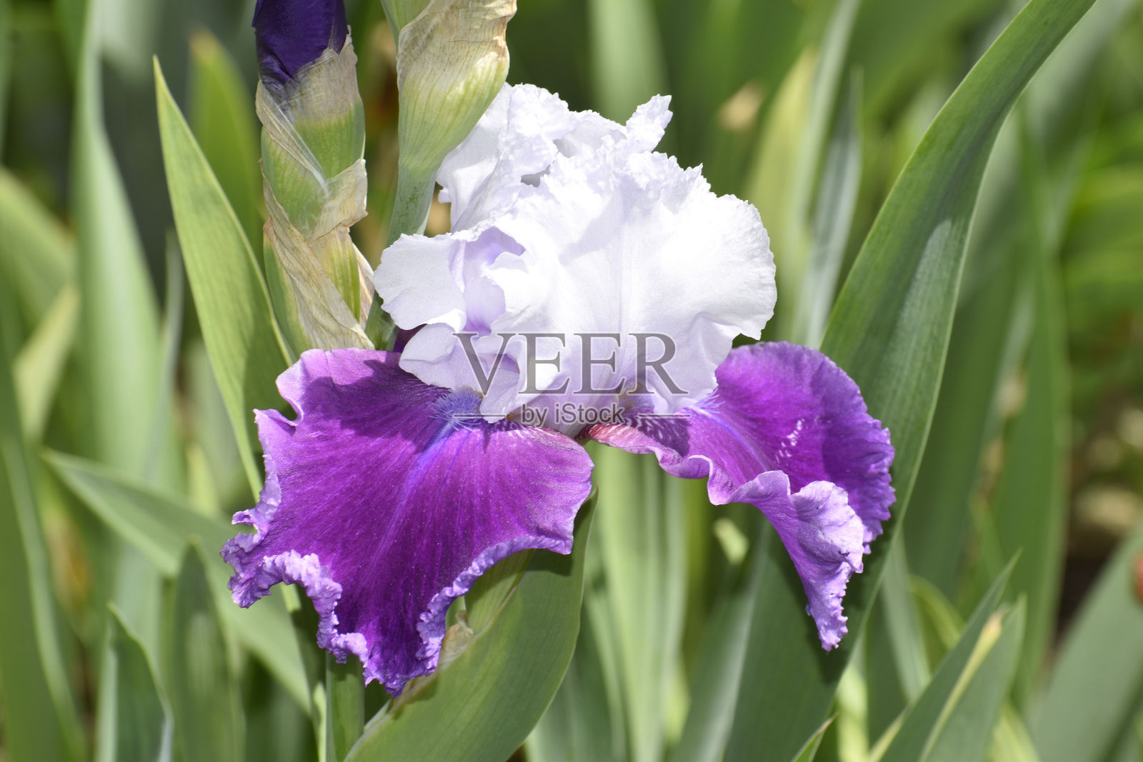 一朵紫色和白色的蝴蝶花照片摄影图片