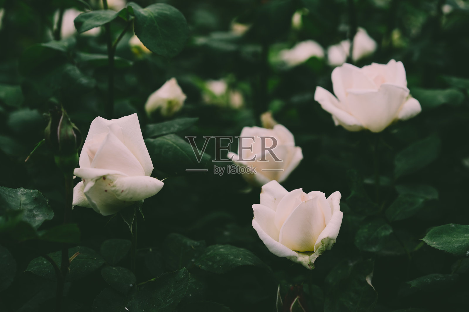 一丛盛开的白玫瑰照片摄影图片