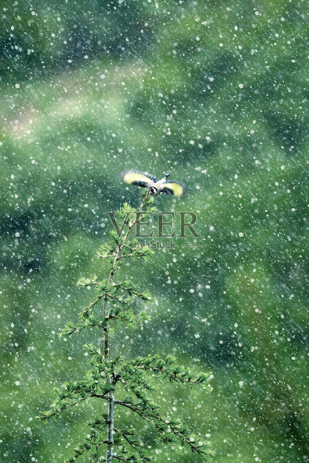 雨天。绿色的自然背景。鸟:欧洲金翅雀。Carduelis Carduelis。照片摄影图片