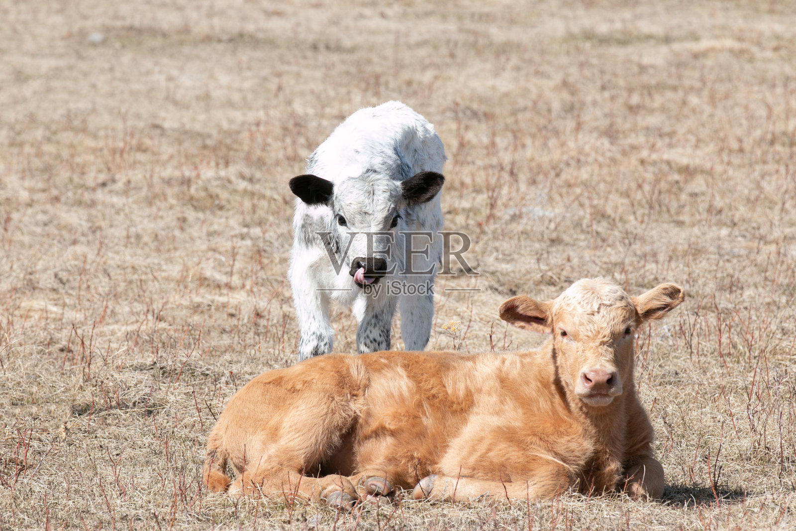 两只小牛犊正在享受阳光照片摄影图片