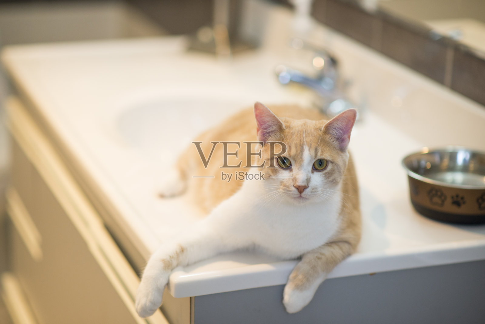 浴室里的猫照片摄影图片