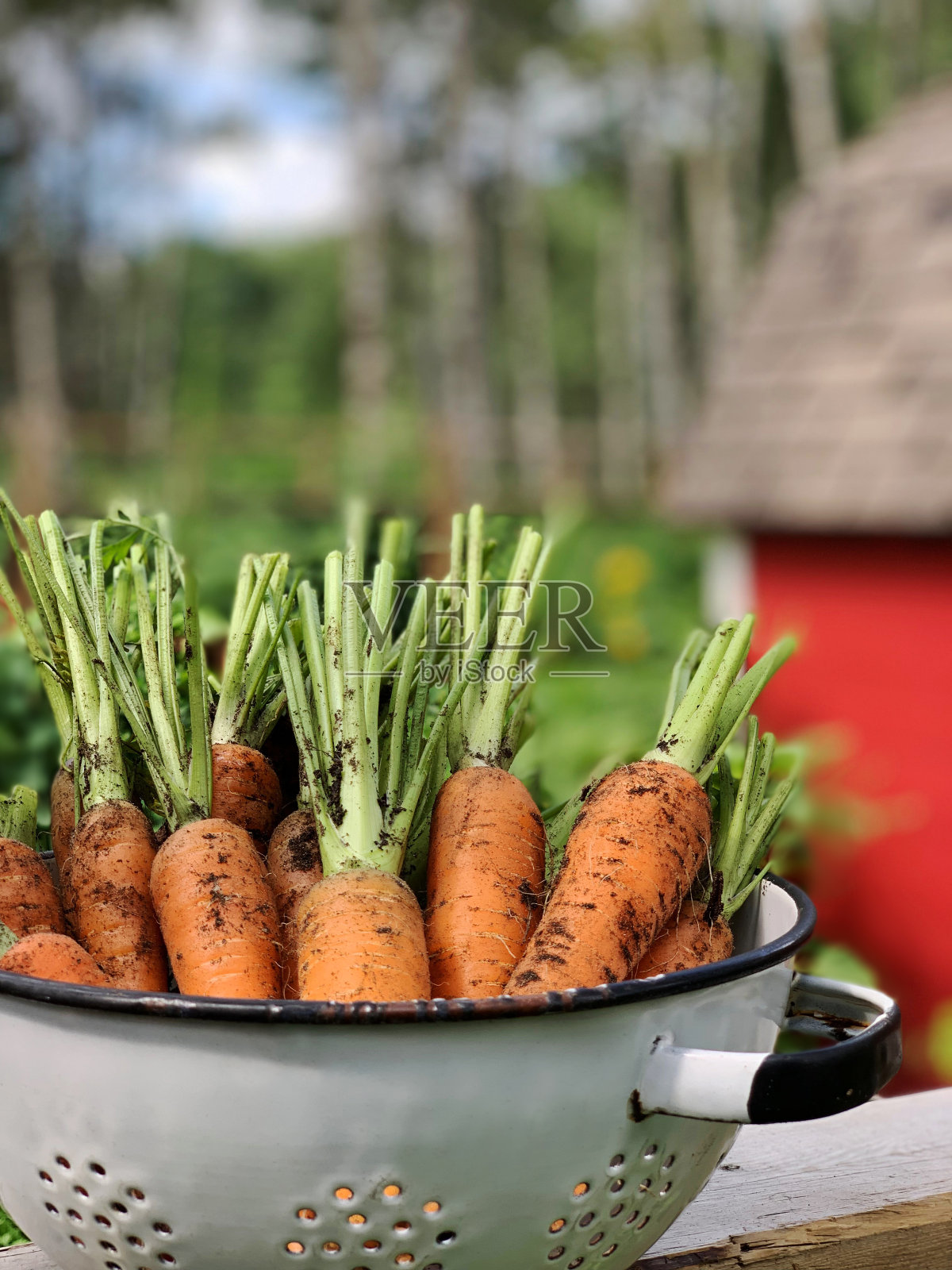 古色古香的滤锅里装满了自家种植的新鲜的彩虹胡萝卜照片摄影图片