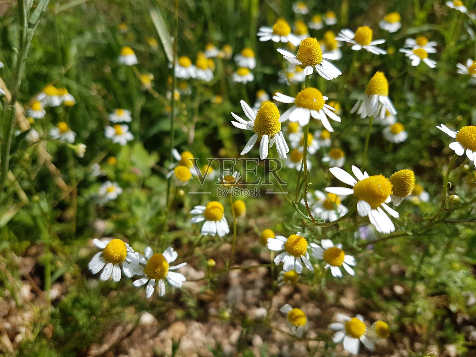 春天，绿油油的草地上盛开着新鲜的洋甘菊照片摄影图片