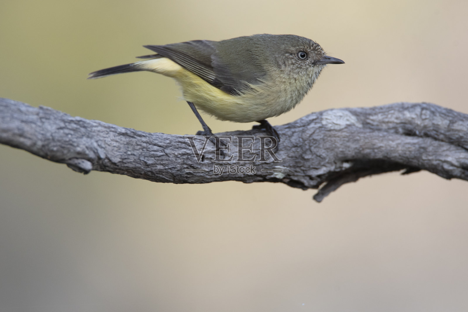 鸦巢野生动物-主要是鸟类照片摄影图片
