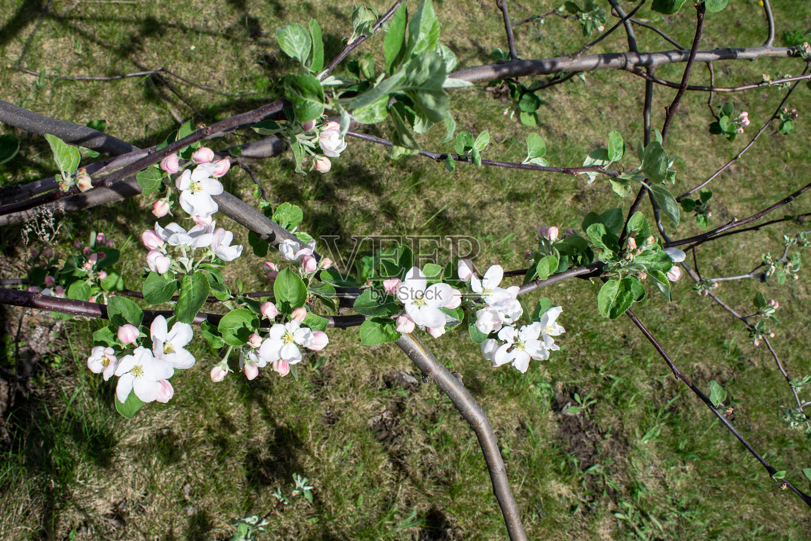 花苹果树在春天的照片特写照片摄影图片