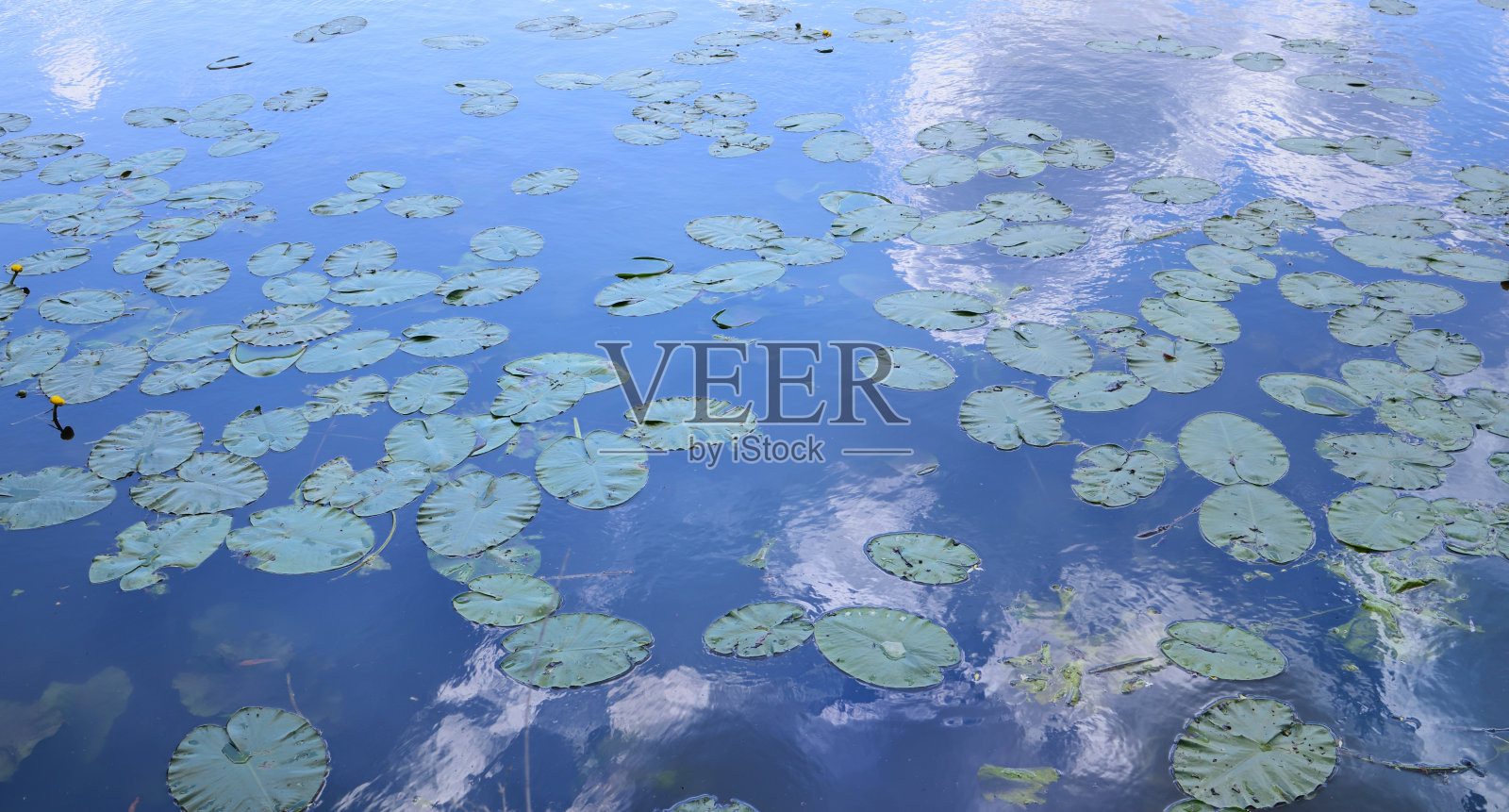 背景是一条河，上面有许多绿色的睡莲叶子照片摄影图片