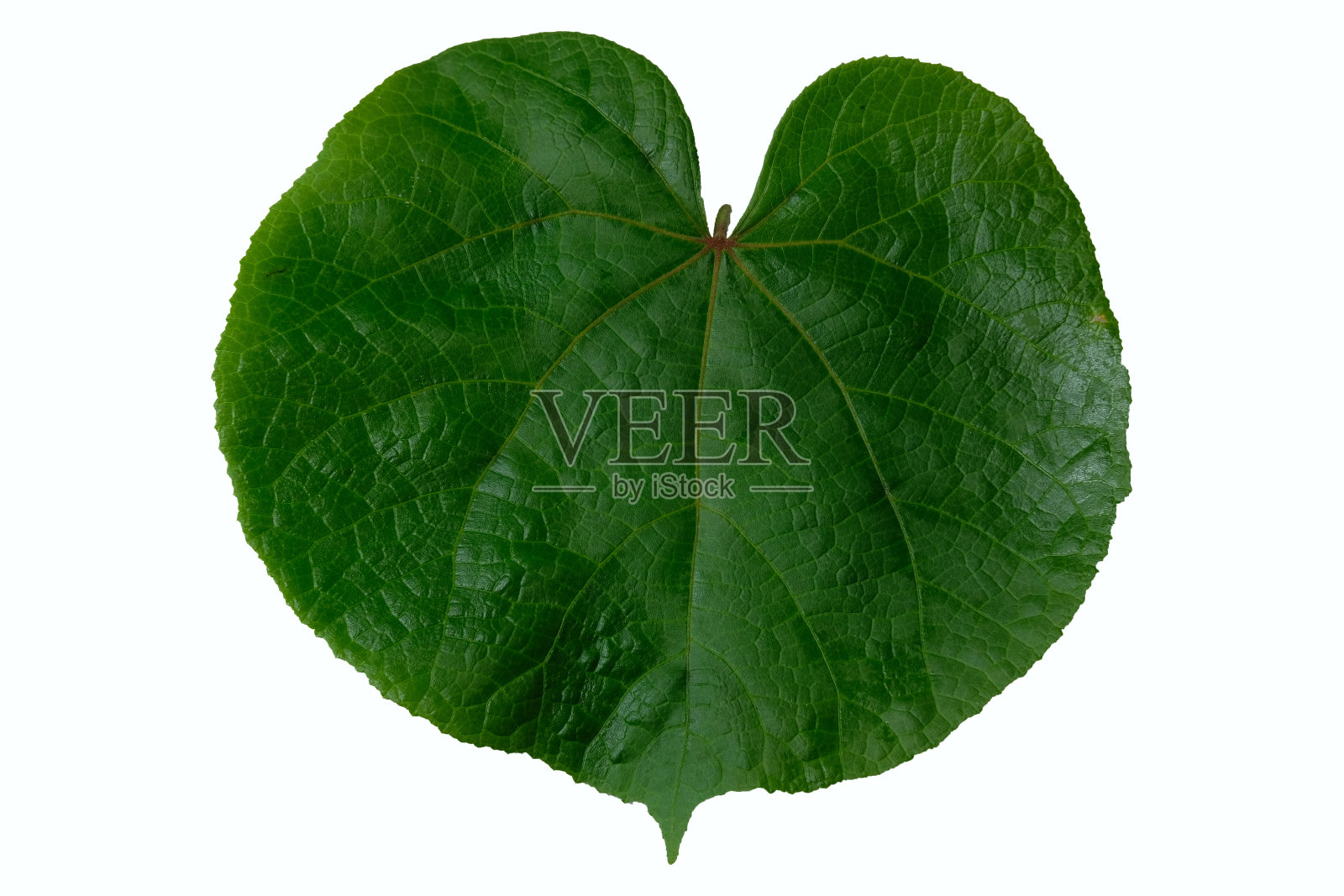 青马灯叶孤立在白色背景上照片摄影图片