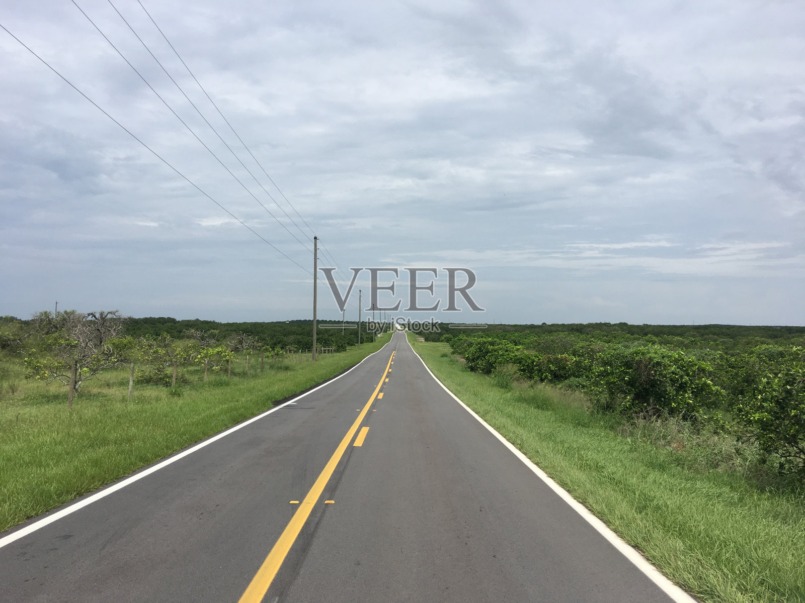 笔直的路铺在柑橘种植园里，消失在遥远的地平线上照片摄影图片