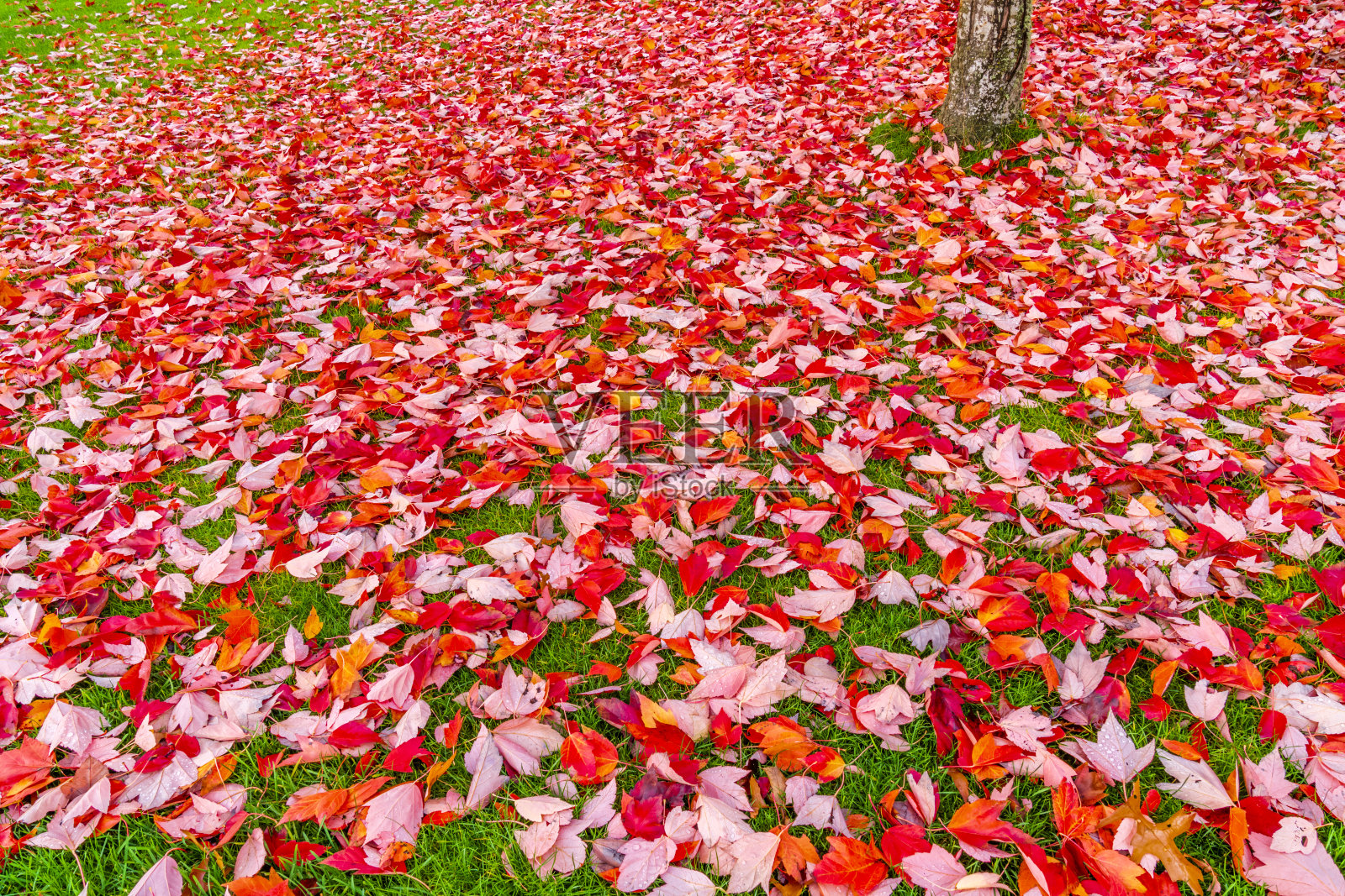 不列颠哥伦比亚省温哥华岛照片摄影图片