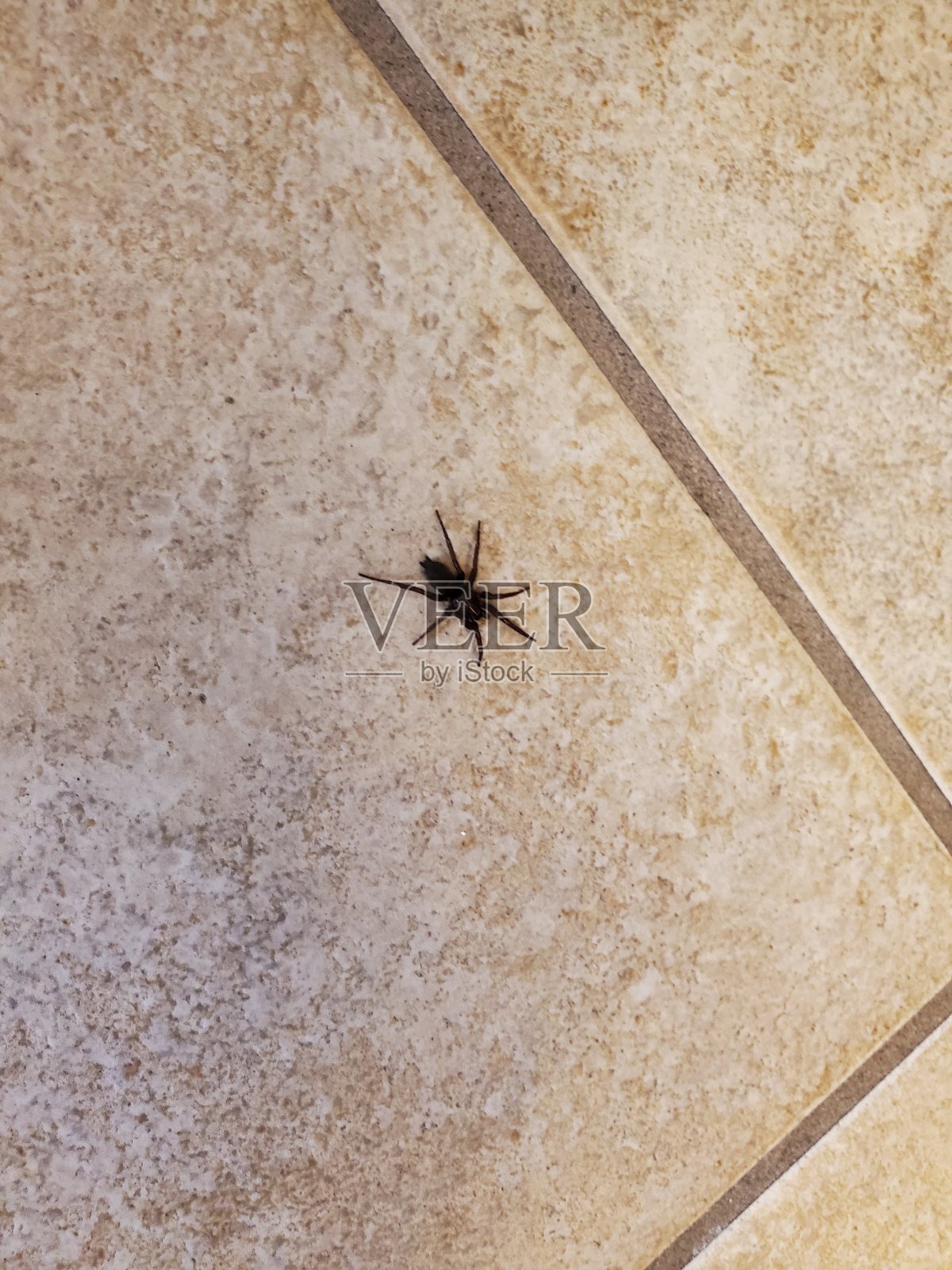 瓷砖地板上的蜘蛛照片摄影图片