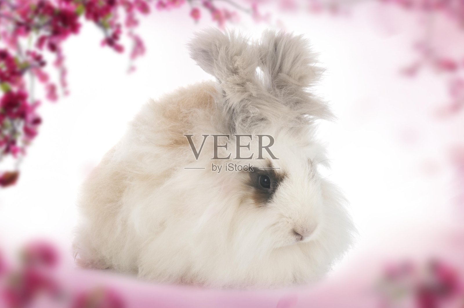 英语安戈拉照片摄影图片