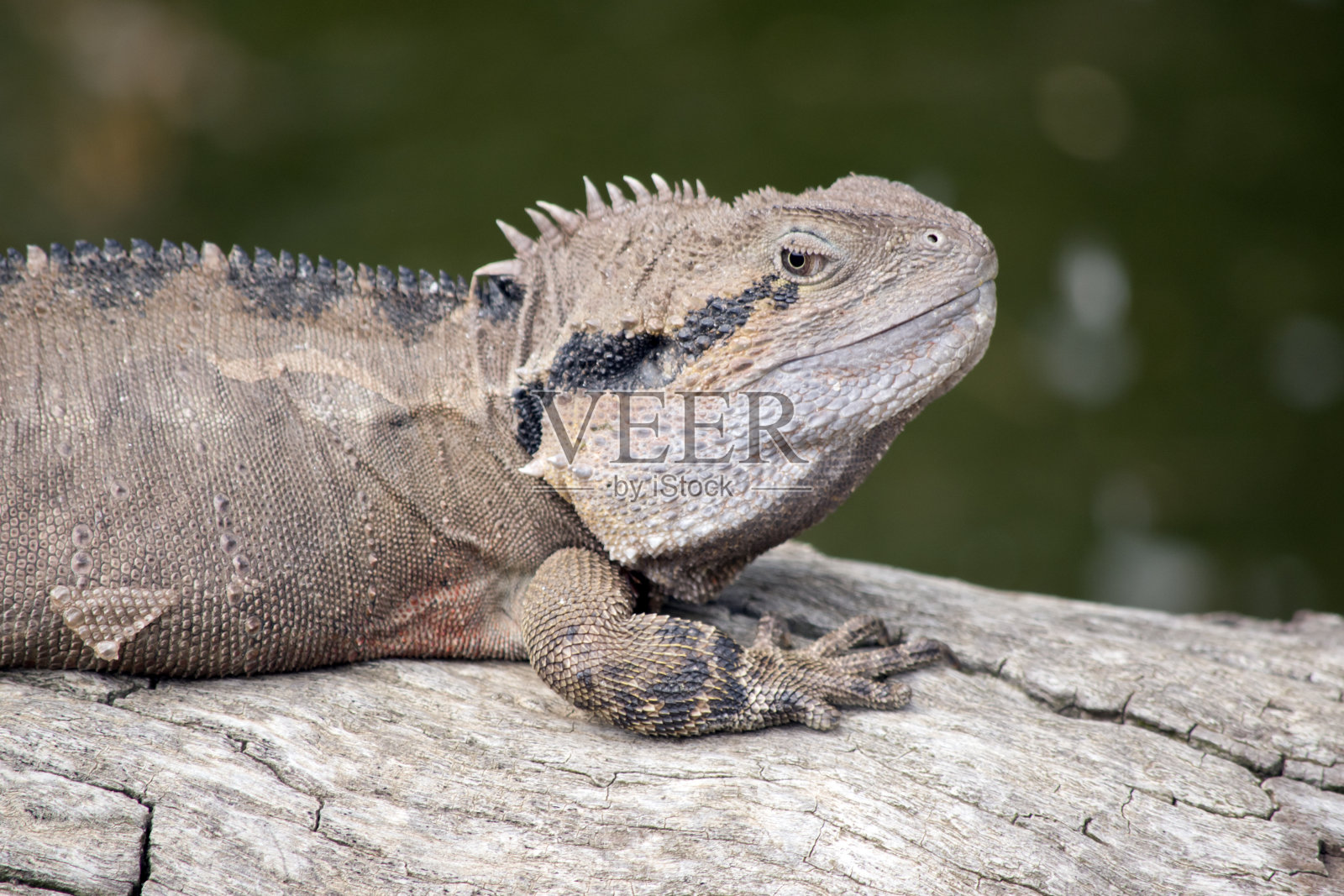 这是一条水龙的特写照片摄影图片