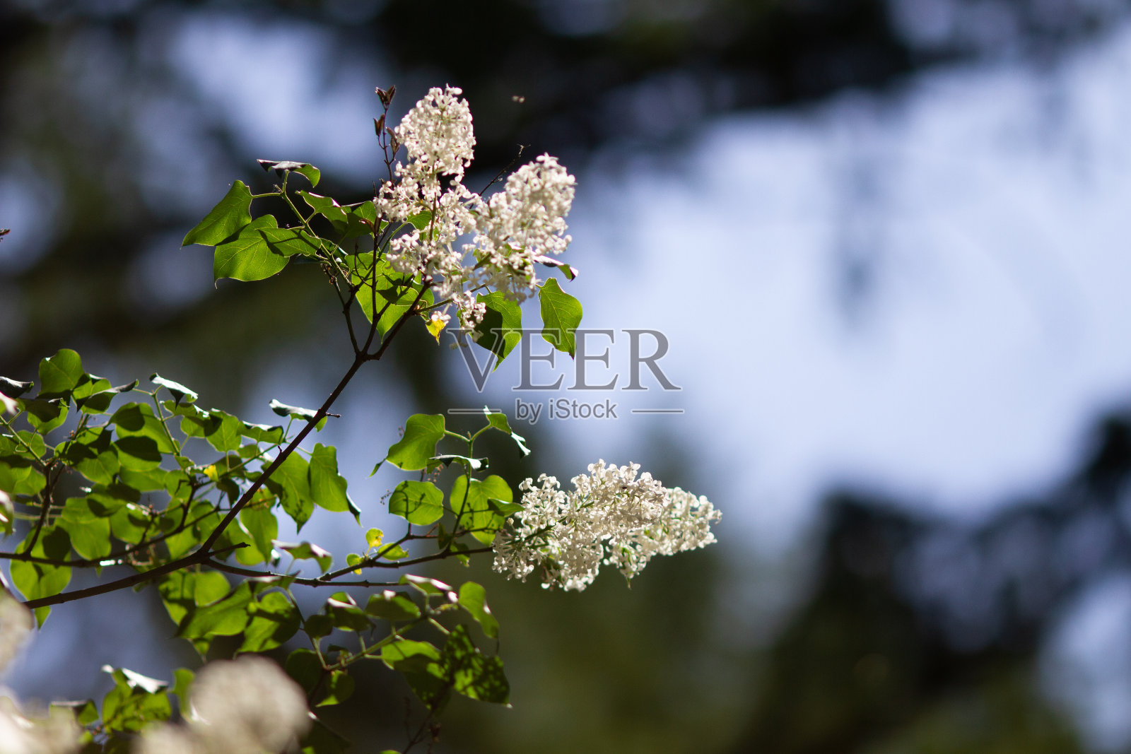 白色的丁香花开始绽放了，小花，春天，清新。有选择性的重点照片摄影图片