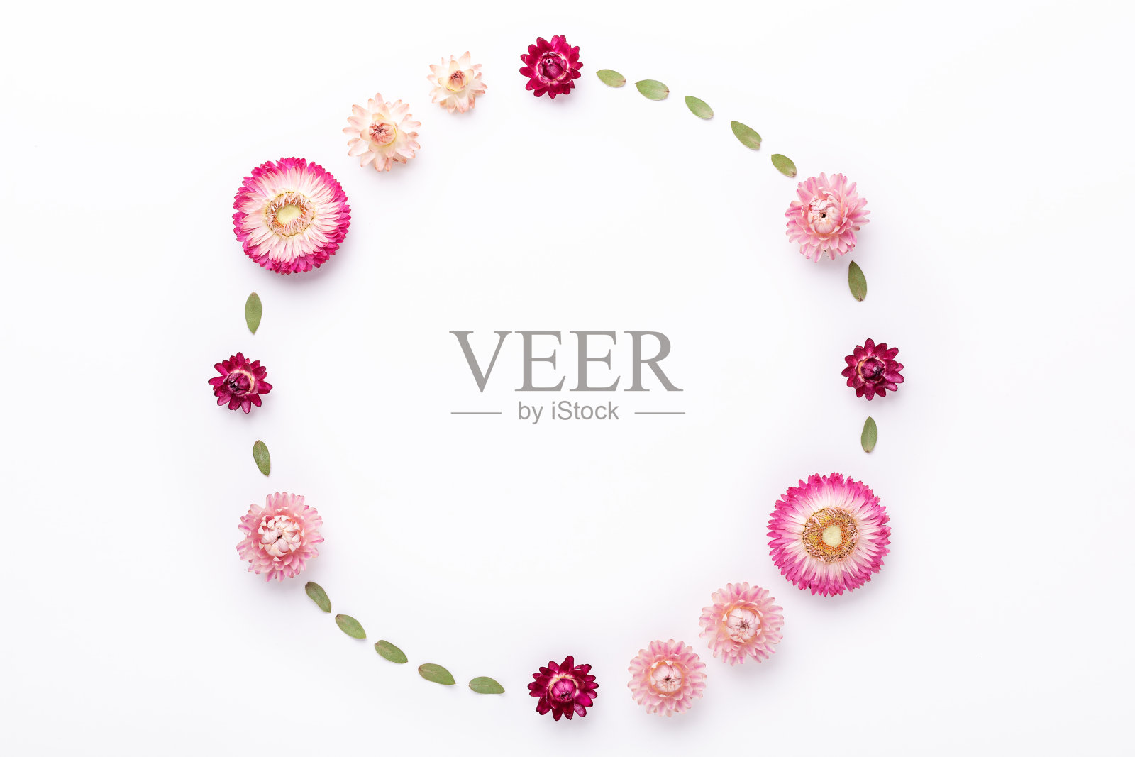 花组成。白色背景上的桉树叶子和干花。平的。前视图。本空间照片摄影图片