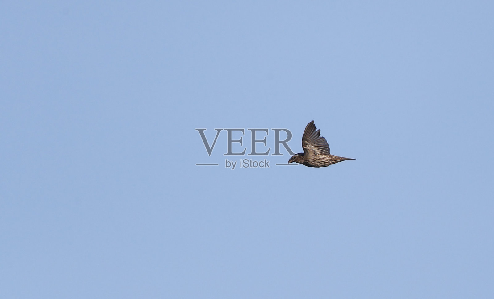 普通交叉嘴幼鸟照片摄影图片