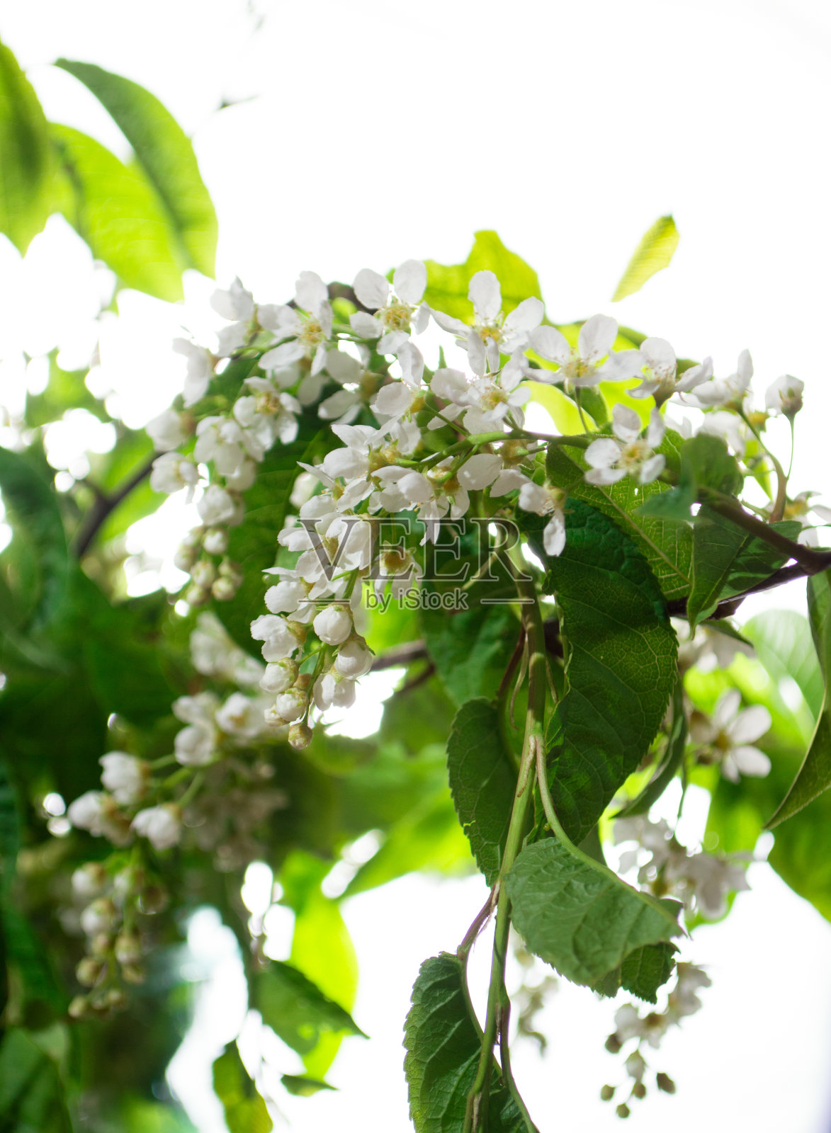 春天的花鸟樱桃与绿色的叶子在光的背景照片摄影图片