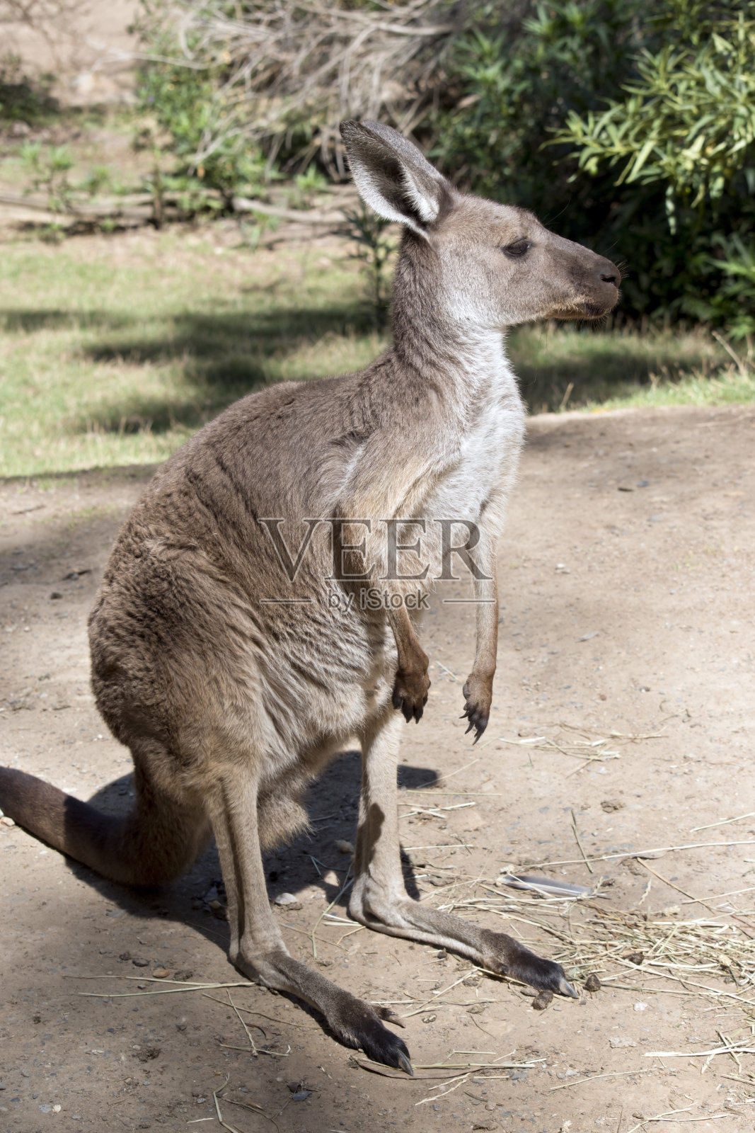这是一只西部的灰色袋鼠照片摄影图片