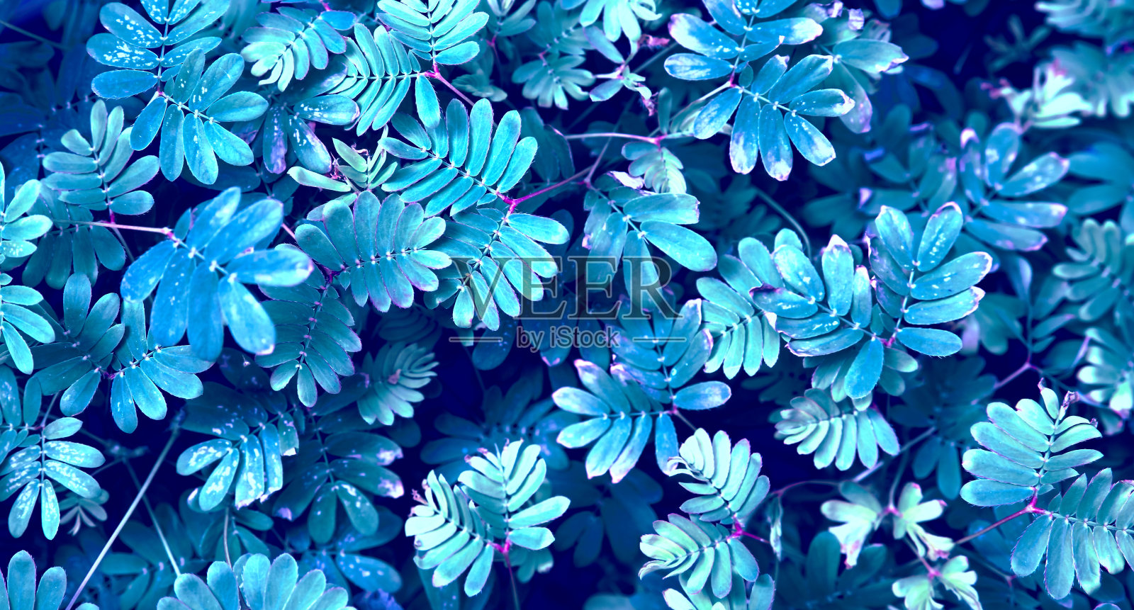 自然纹理。鲜叶的自然背景为蓝色和紫色。晚上的心情。照片摄影图片