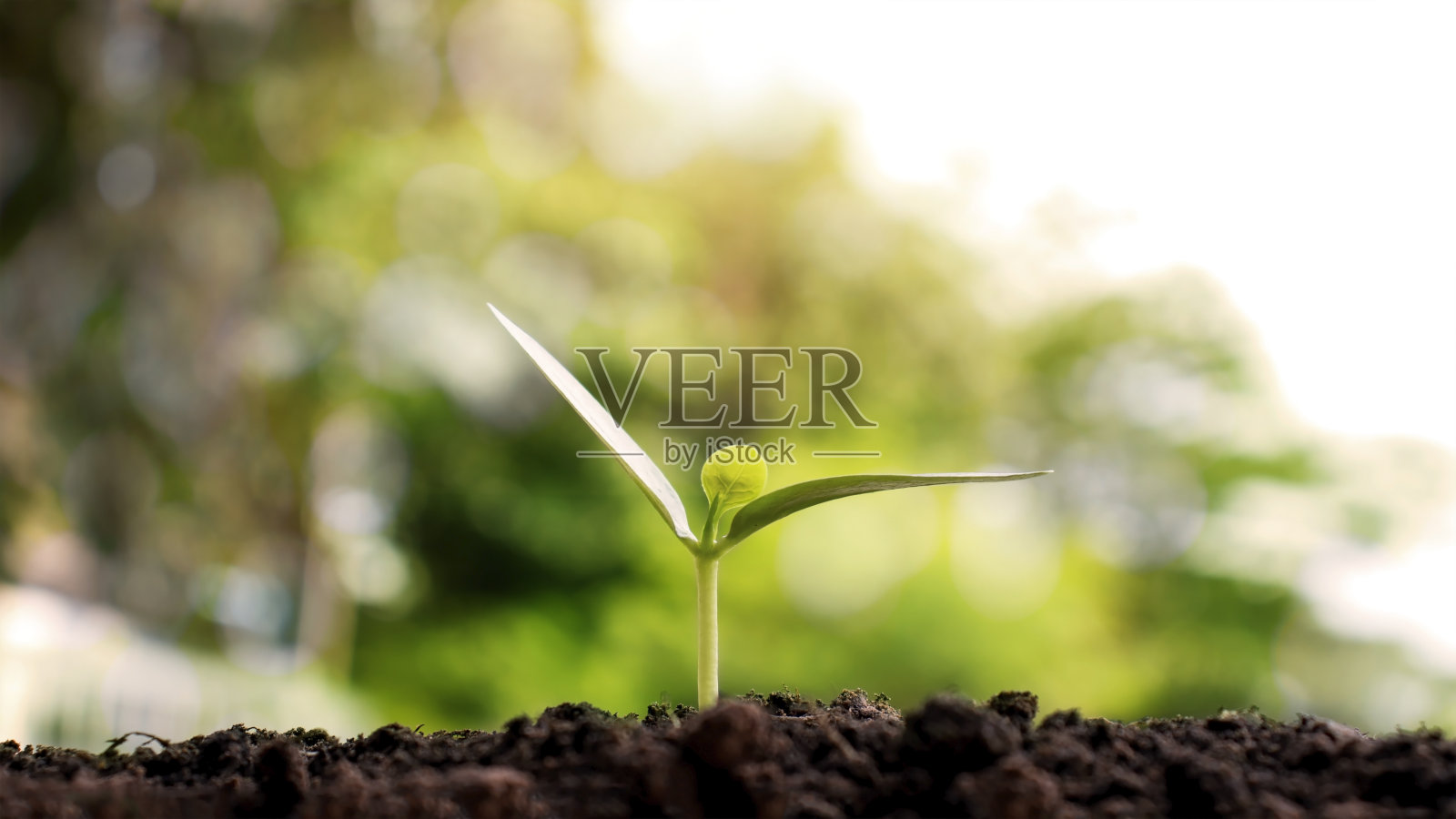 32、小树在地上生长，植物生长环保的理念。照片摄影图片