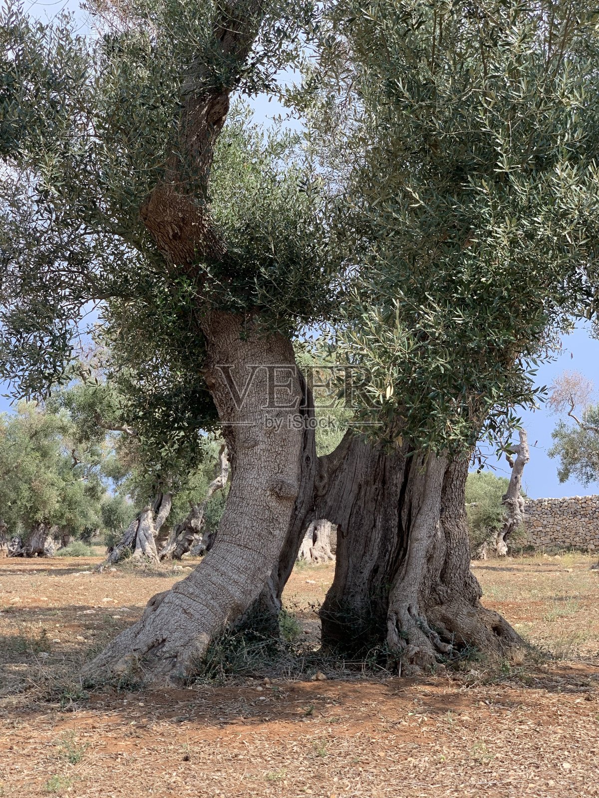 马泰拉照片摄影图片
