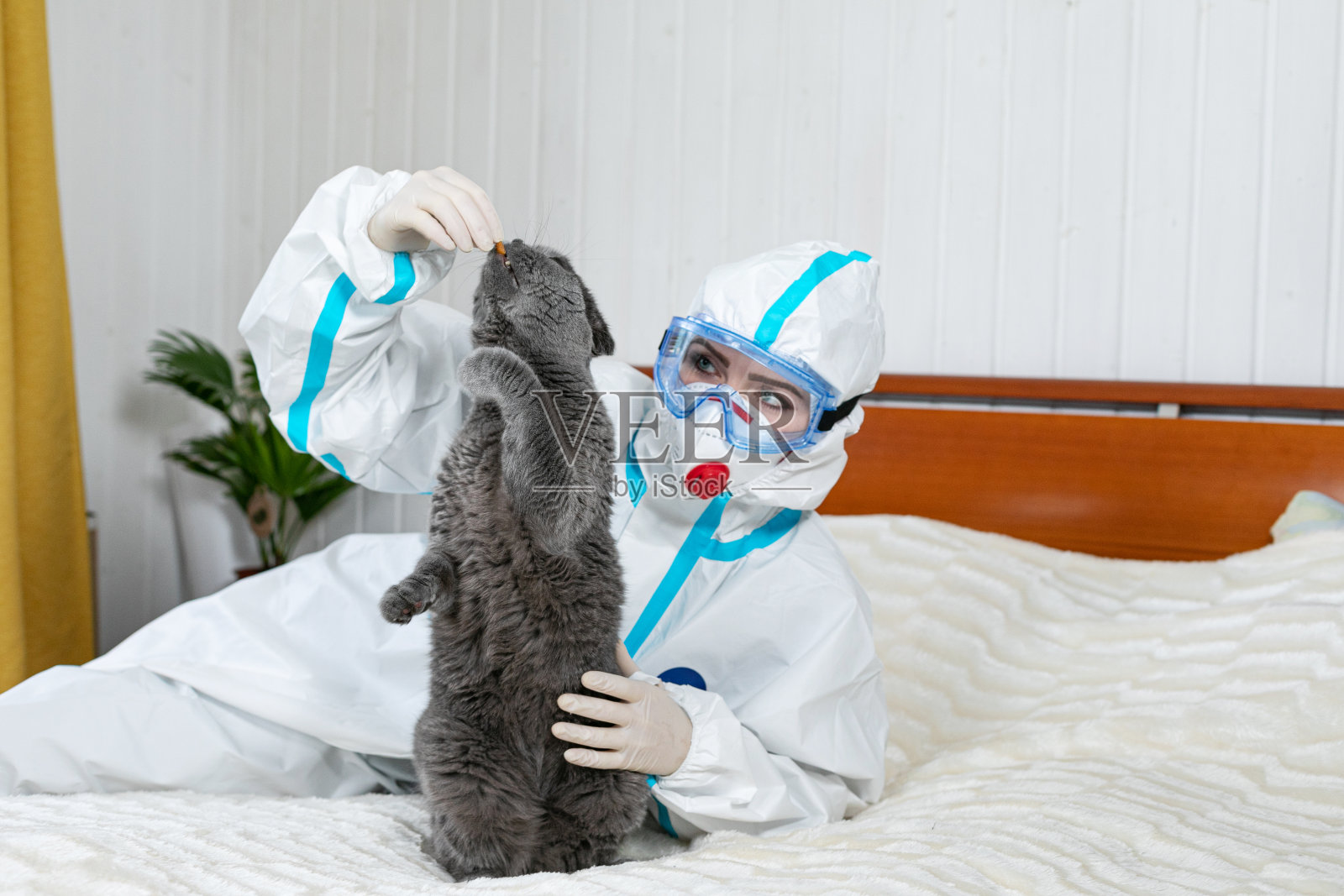 一名身穿防护服的女孩为预防Covid-19病毒而佩戴防护装备。a .脸上有医用口罩。给宠物猫一个奖励。灰猫站在它的后半部。动物冠状病毒。隔离。照片摄影图片