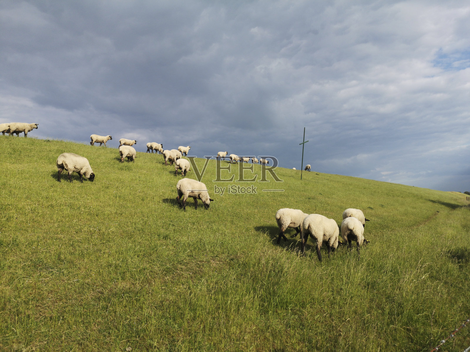 羊在靠近Varel水闸的堤坝上照片摄影图片