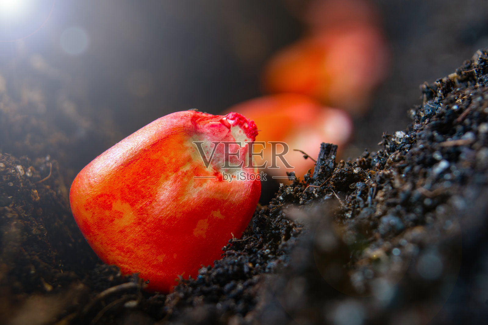 玉米种子在地里一垄一垄地播种照片摄影图片