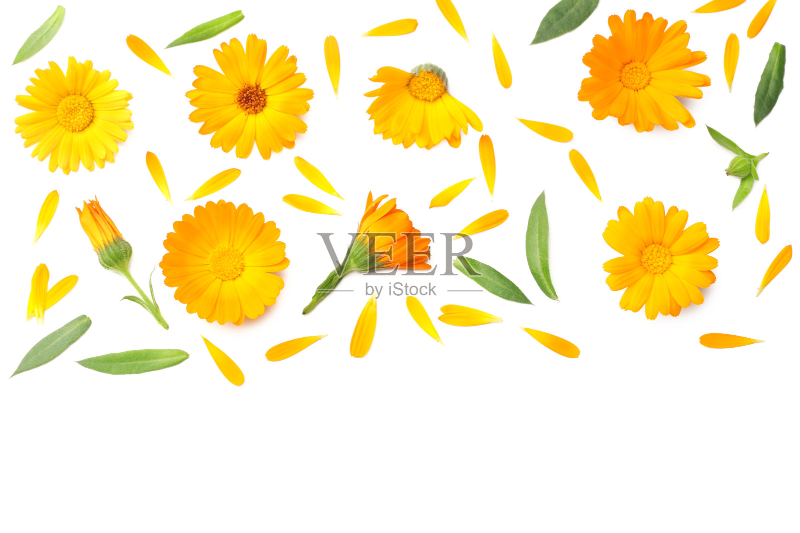 孤立在白色背景上的绿叶万寿菊花。金盏花花。俯视图照片摄影图片