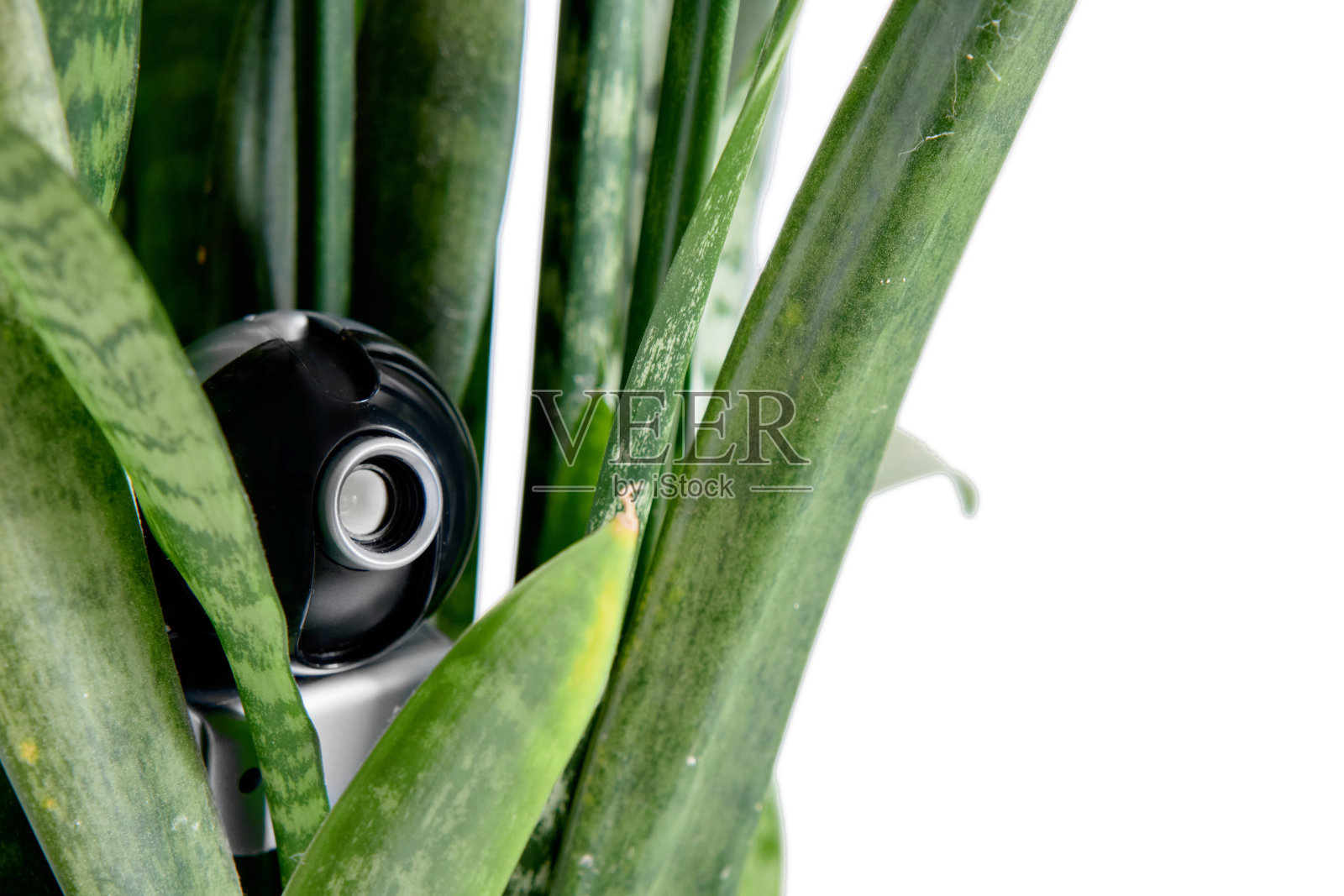 花盆里隐藏摄像头，隐藏视频监控和间谍活动。照片摄影图片