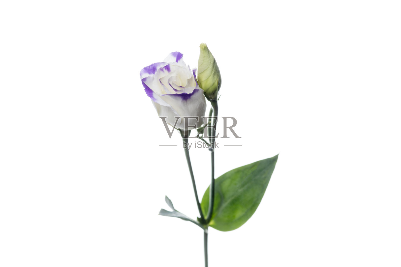 美丽的花孤立在白色的工作室背景。设计元素。盛开,春天,夏天。照片摄影图片