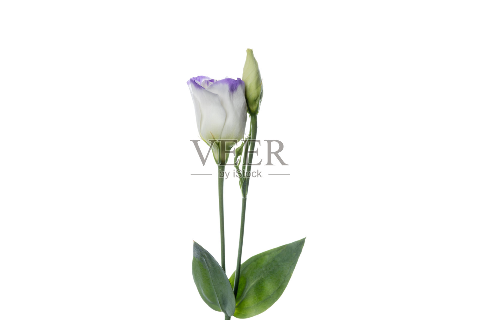 美丽的花孤立在白色的工作室背景。设计元素。盛开,春天,夏天。照片摄影图片