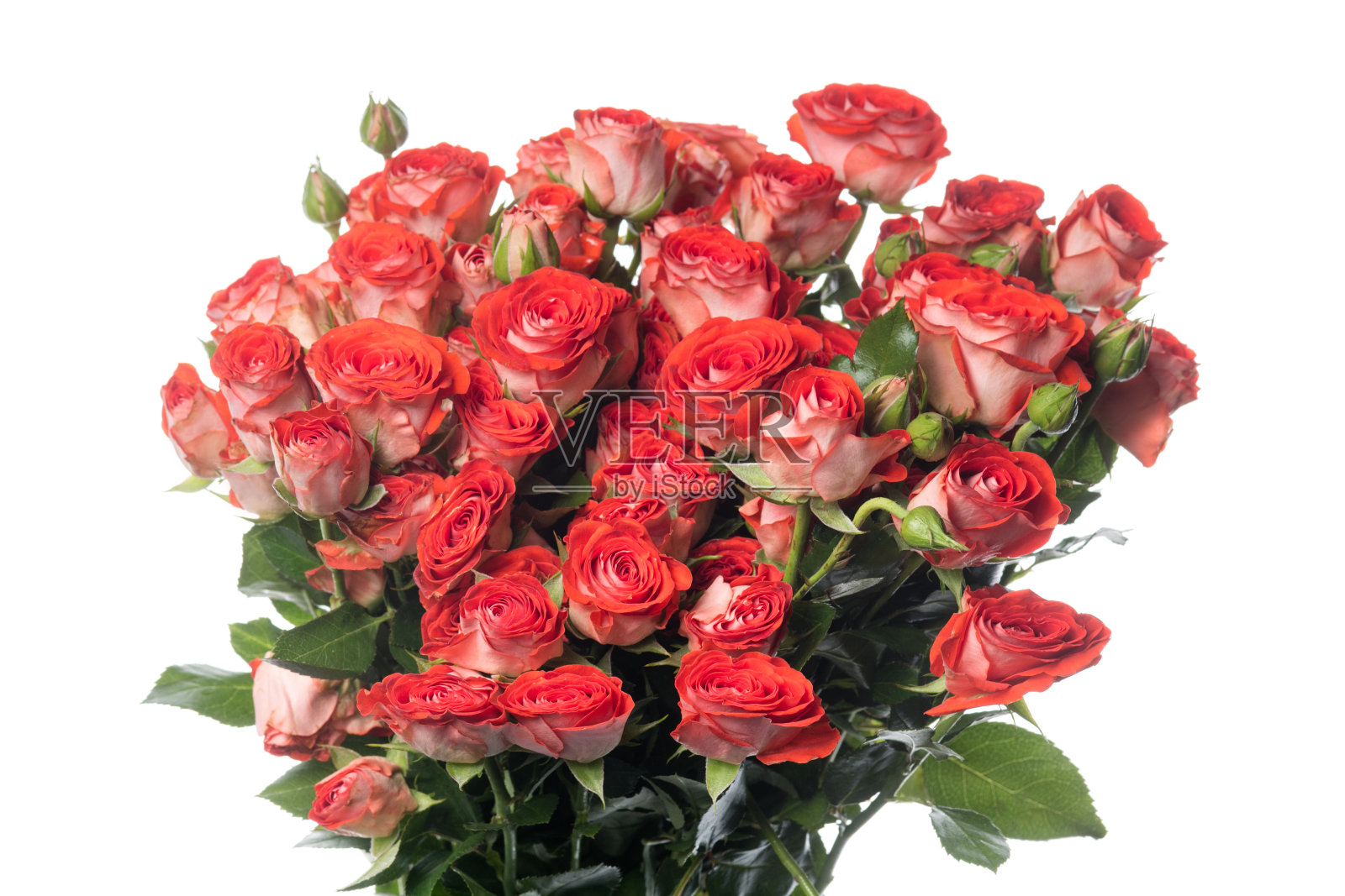 美丽的花孤立在白色的工作室背景。设计元素。盛开,春天,夏天。照片摄影图片