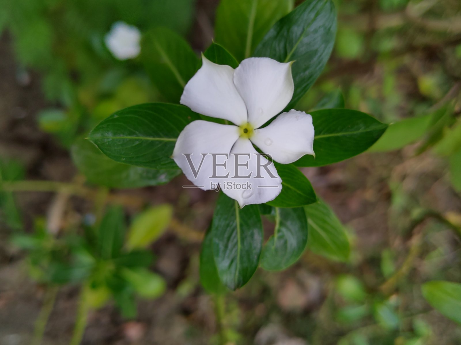 白色的花。照片摄影图片