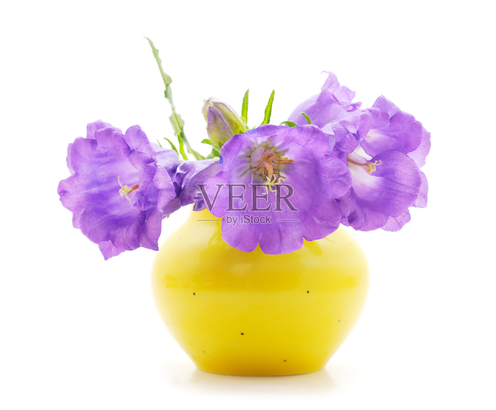 重紫色毛地黄。照片摄影图片