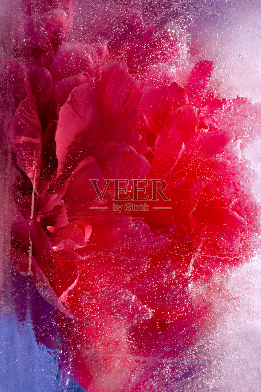 背景粉牡丹花在冰块和气泡。照片摄影图片