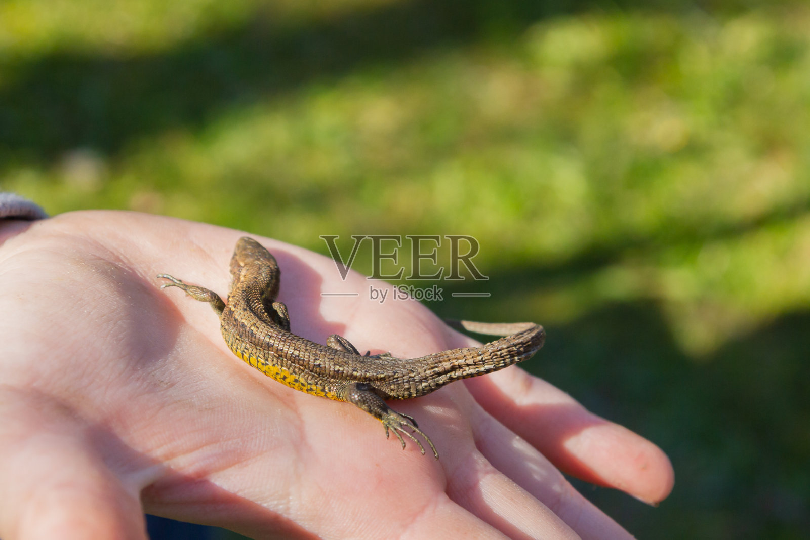 绿色的蜥蜴在一个孩子的手在夏天的街上照片摄影图片