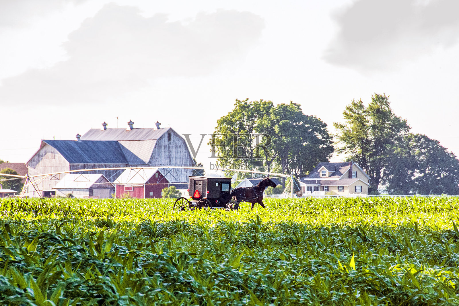 阿米什人的马车在春天穿过玉米地照片摄影图片