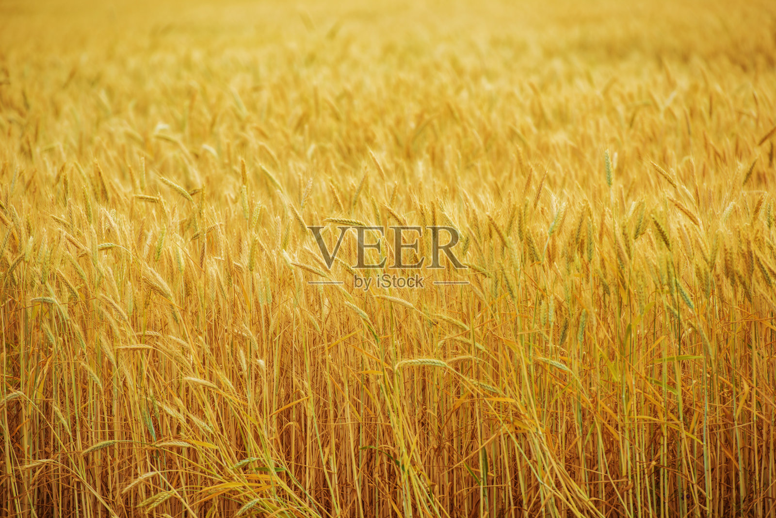 农场上的麦田。照片摄影图片