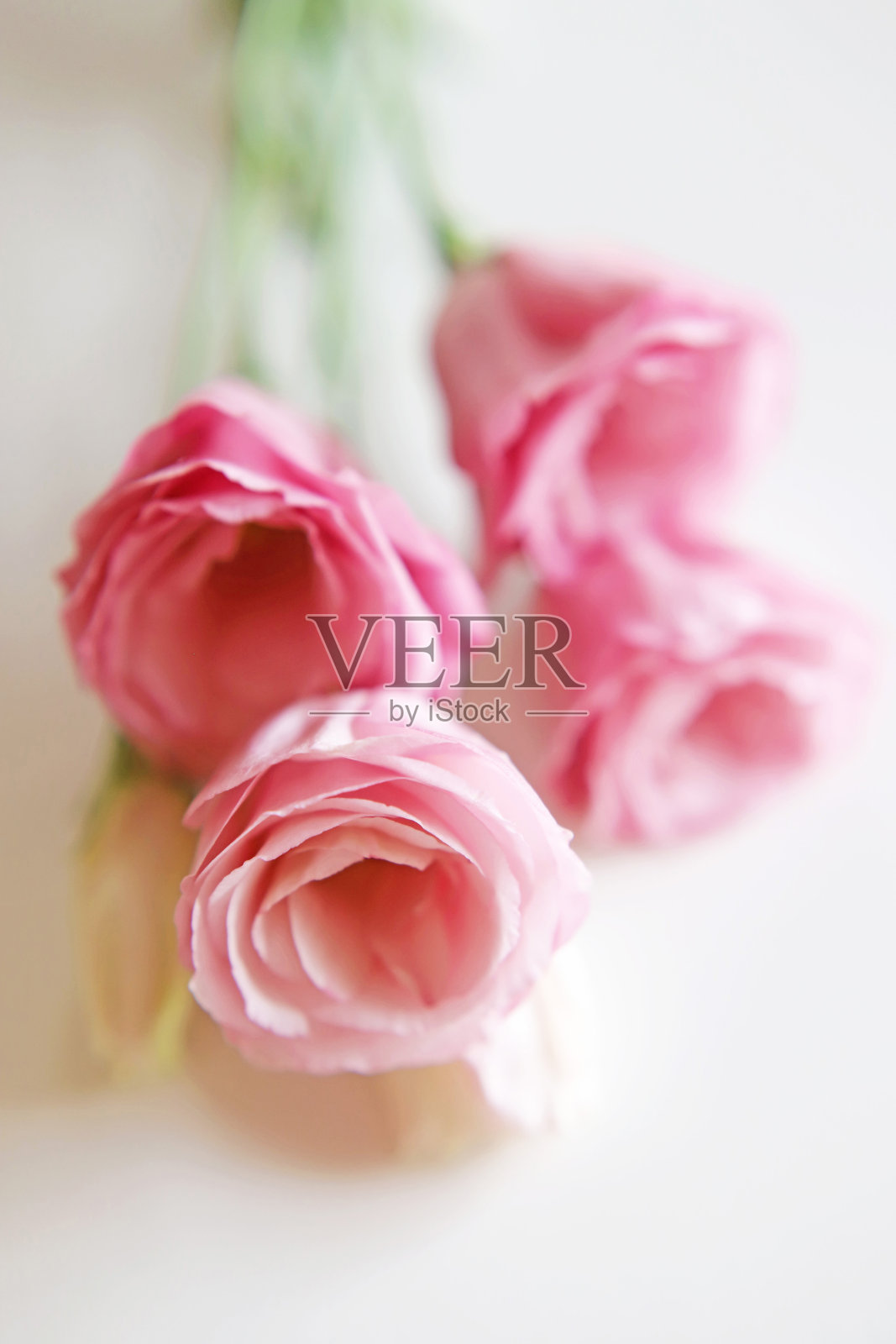 粉红色和浅粉红色的口冬花花束照片摄影图片