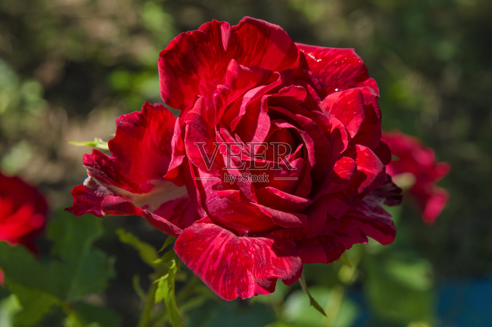 花的玫瑰照片摄影图片