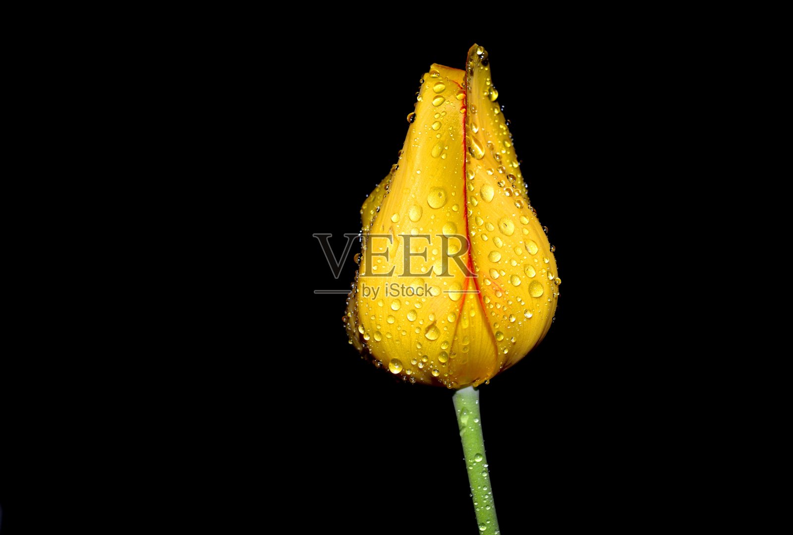 一朵带着雨滴的黄色郁金香照片摄影图片