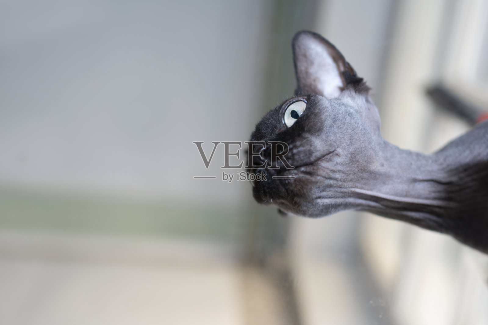 狮身人面像大猫的肖像从下往上照片摄影图片