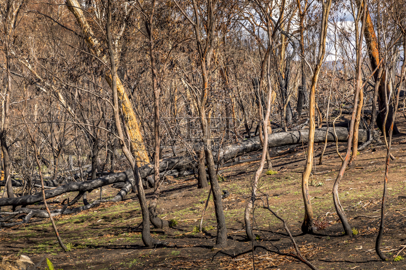 雪山中的一片森林，在澳大利亚的丛林大火中被烧毁。照片摄影图片