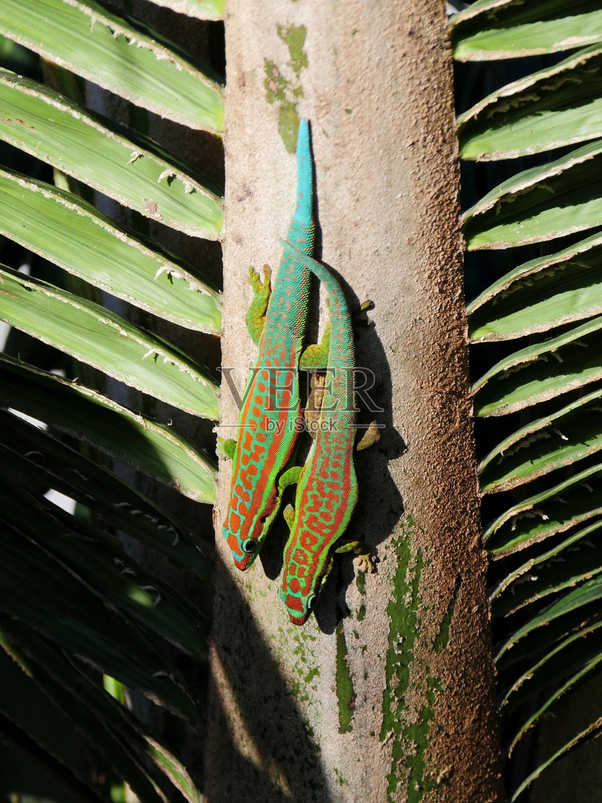 来自毛里求斯的华丽的日壁虎照片摄影图片