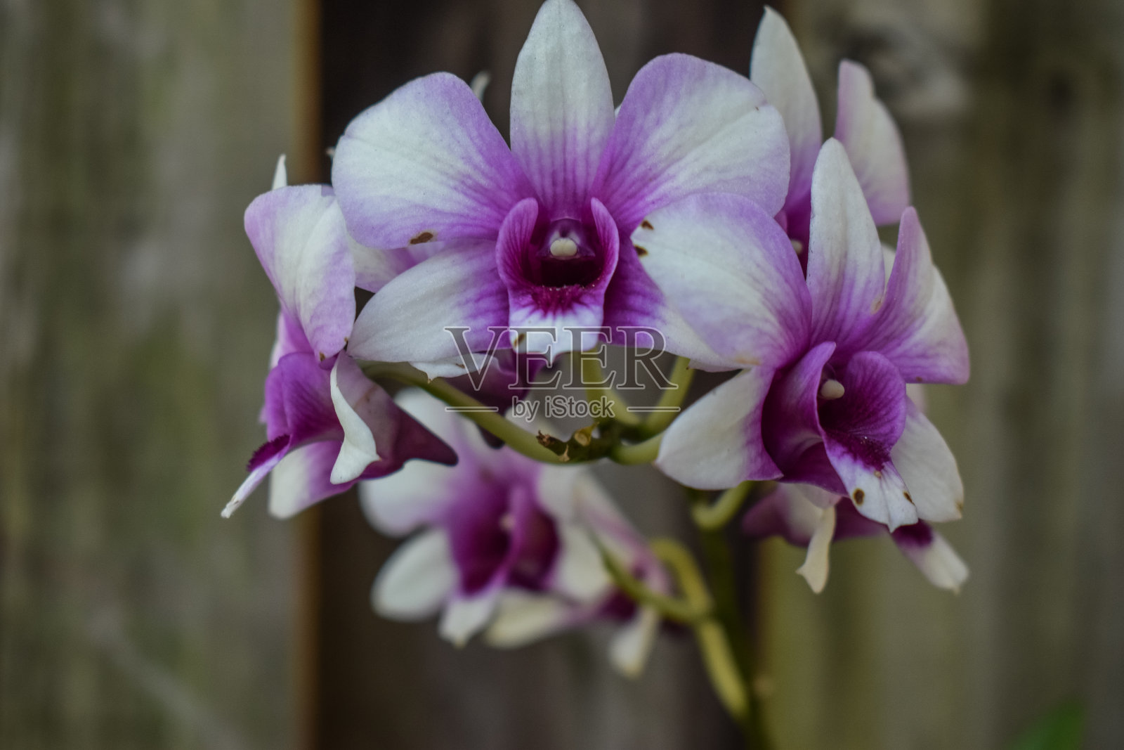 兰花的花照片摄影图片