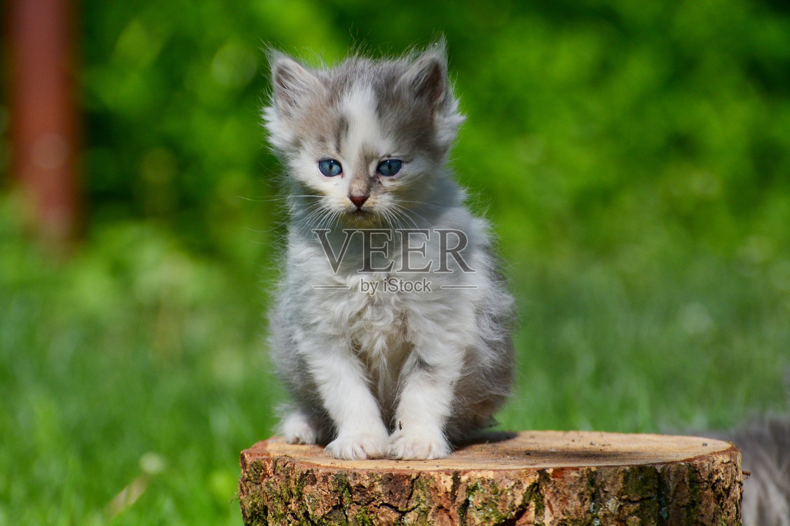 灰色的小猫坐在绿色的草坪上照片摄影图片