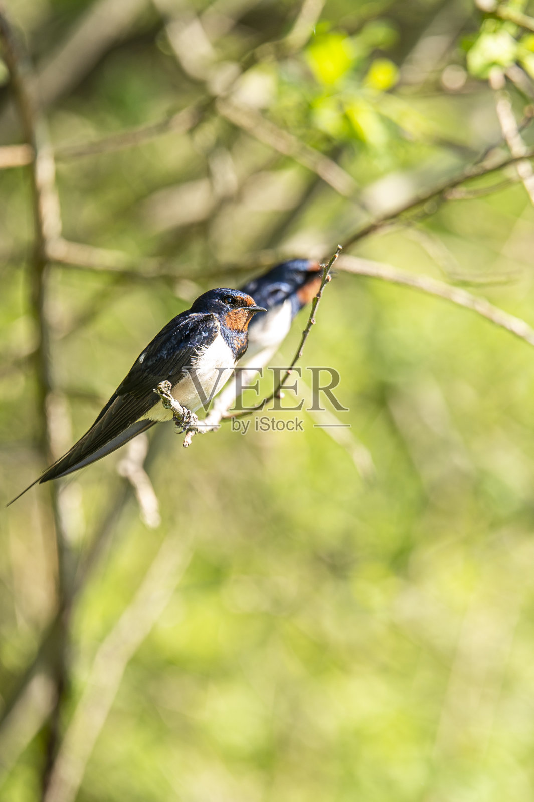 小燕子在小树枝上休息。为新的飞行做准备。一场捕捉美味多汁昆虫的冒险。拍摄于荷兰一个温暖舒适的春日。照片摄影图片