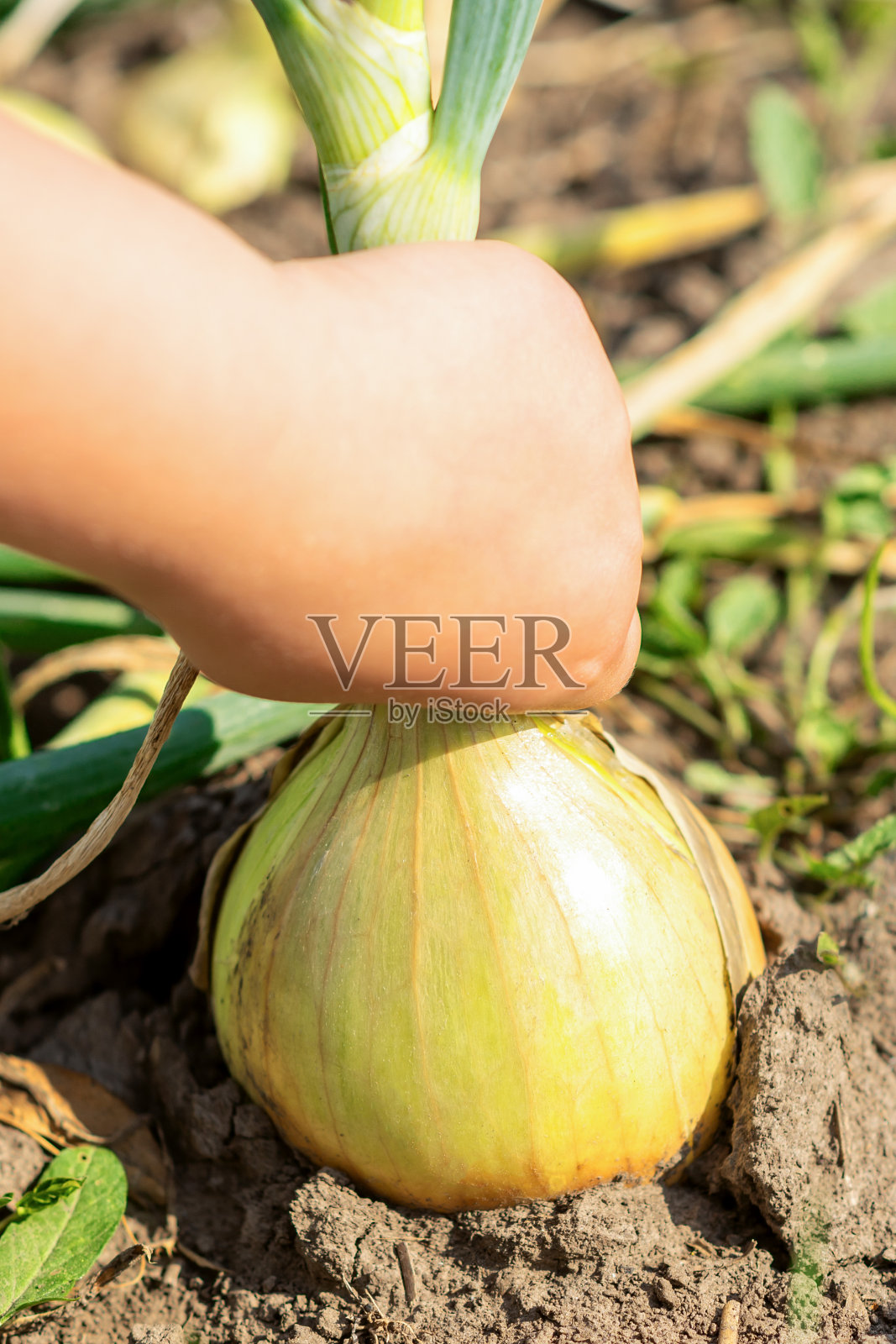 孩子的手从干地上采摘洋葱。照片摄影图片