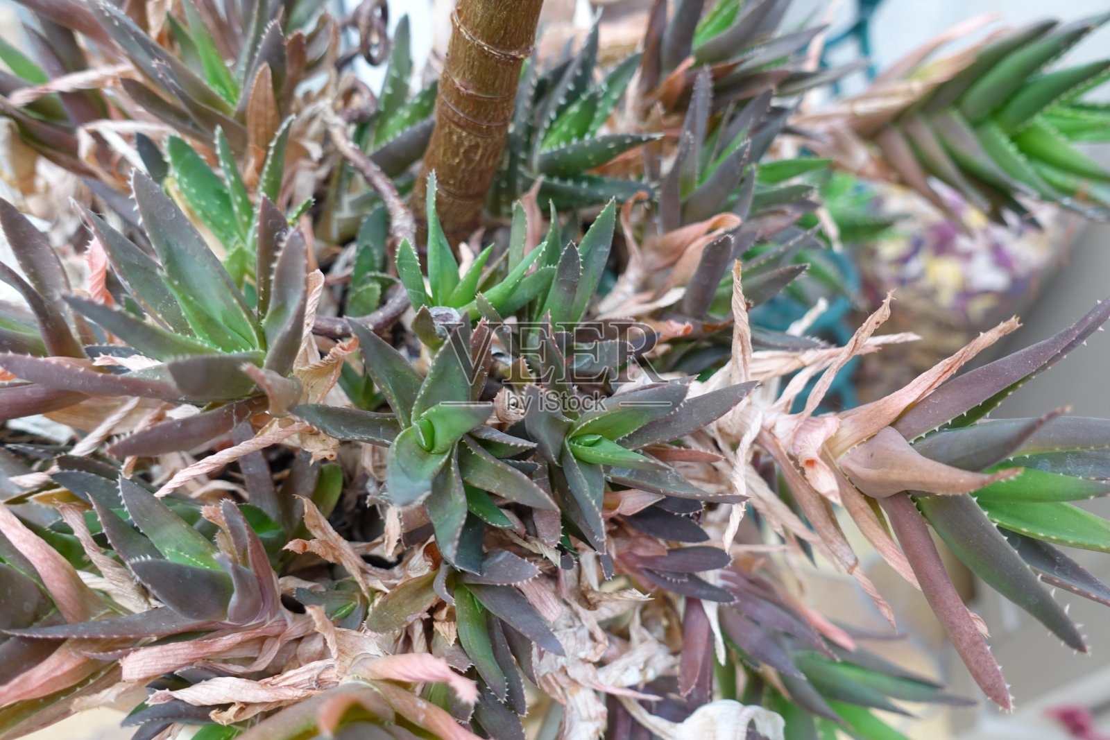 各种多肉植物在室内装饰在一个阳台照片摄影图片