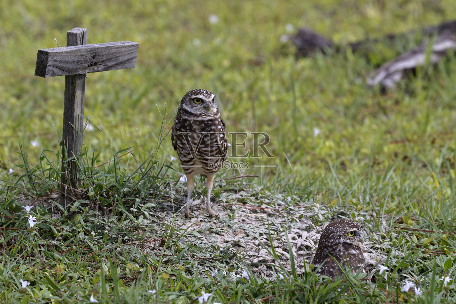 穴居猫头鹰由人造栖木制成照片摄影图片